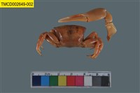 藏品(四角丑招潮蟹)的圖片